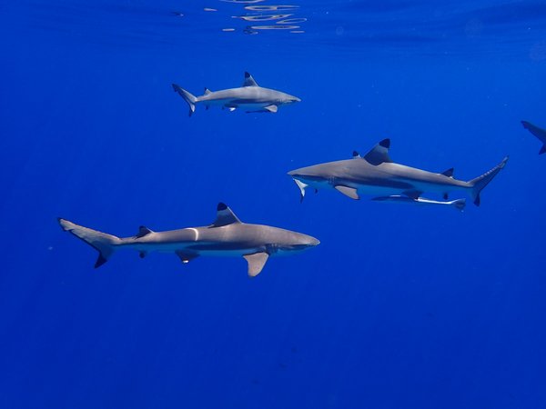Quels sont les meilleurs sites pour la plongée en cage avec les requins en Afrique du Sud : sécurité et recommandations ?